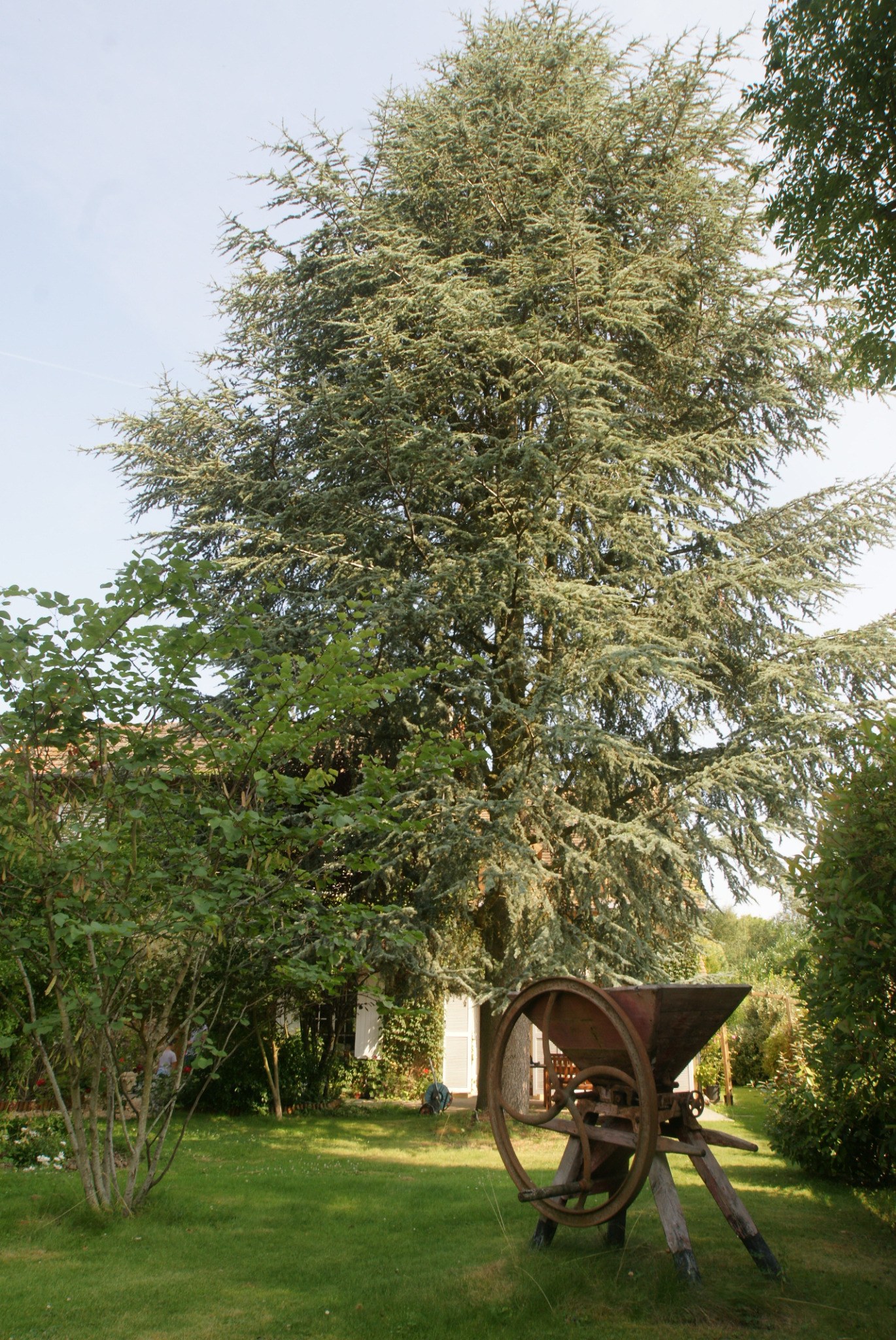 Le cèdre du jardin
